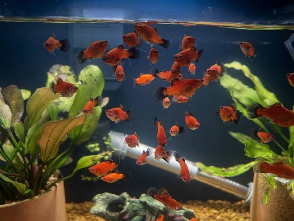 Coral Red Platy Trio 1M2F