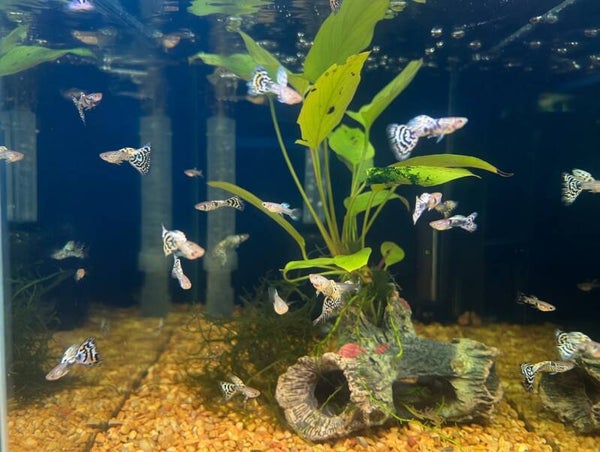 Yellow Tiger King Trio 1M2F