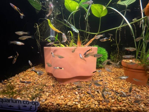 Yellow Tux Endlers Breeding Colony 2M3F
