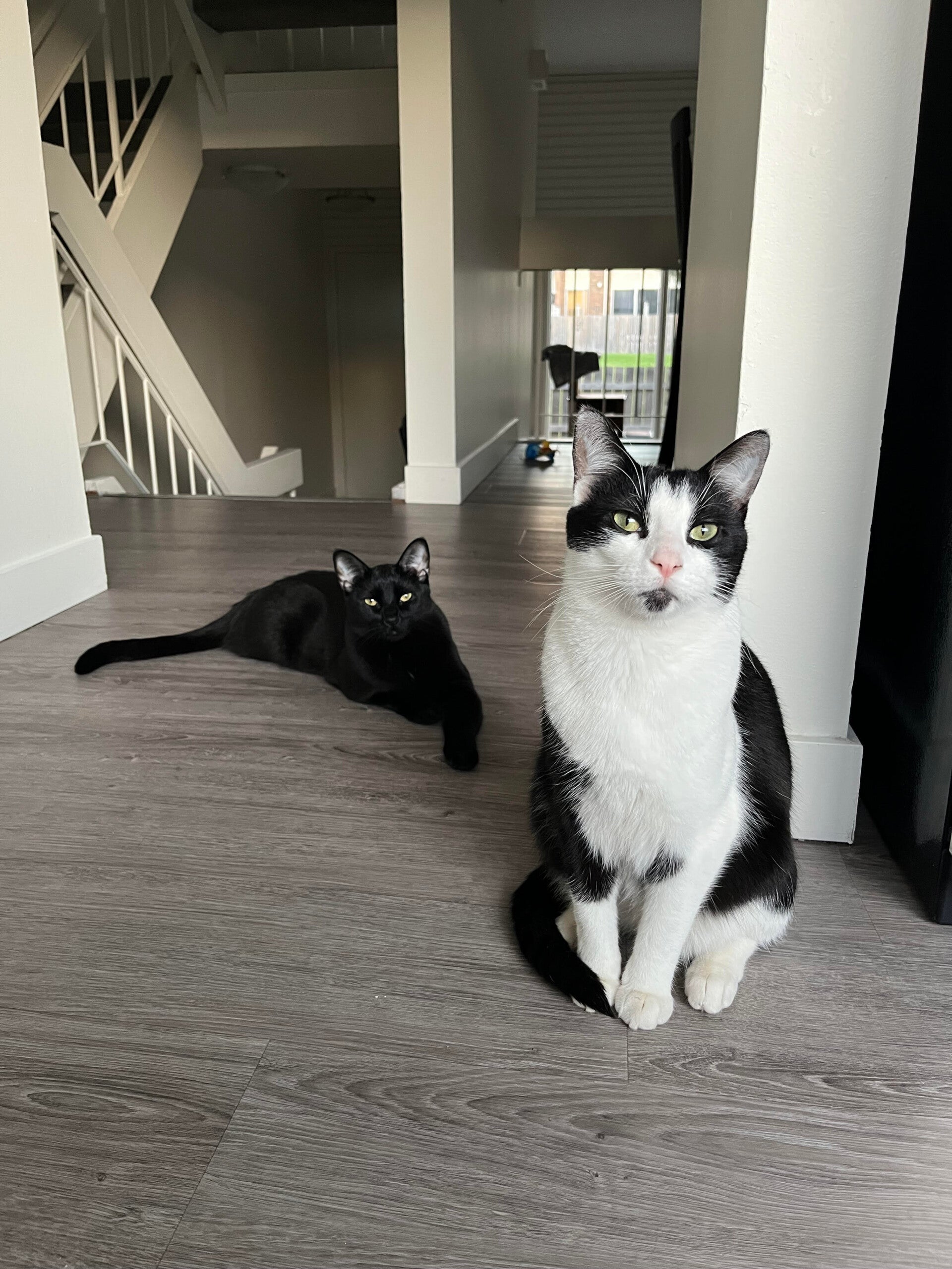 Black and white cat named Yuki sits in the foreground and an all-black cat named Nori lies in the background, both looking at the camera.
