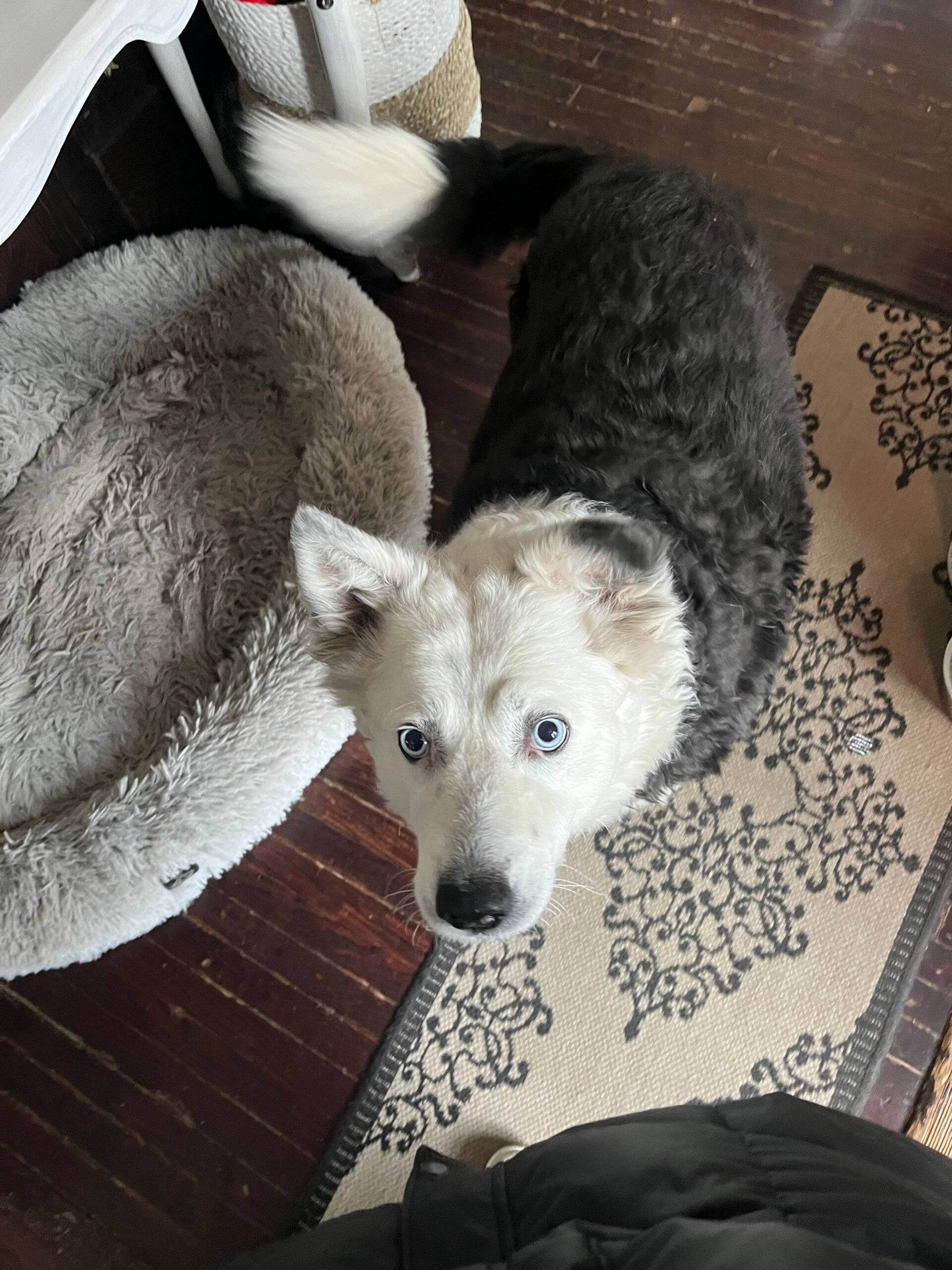 Black and grey collie mix looks up at the camera. She has ice-blue eyes.