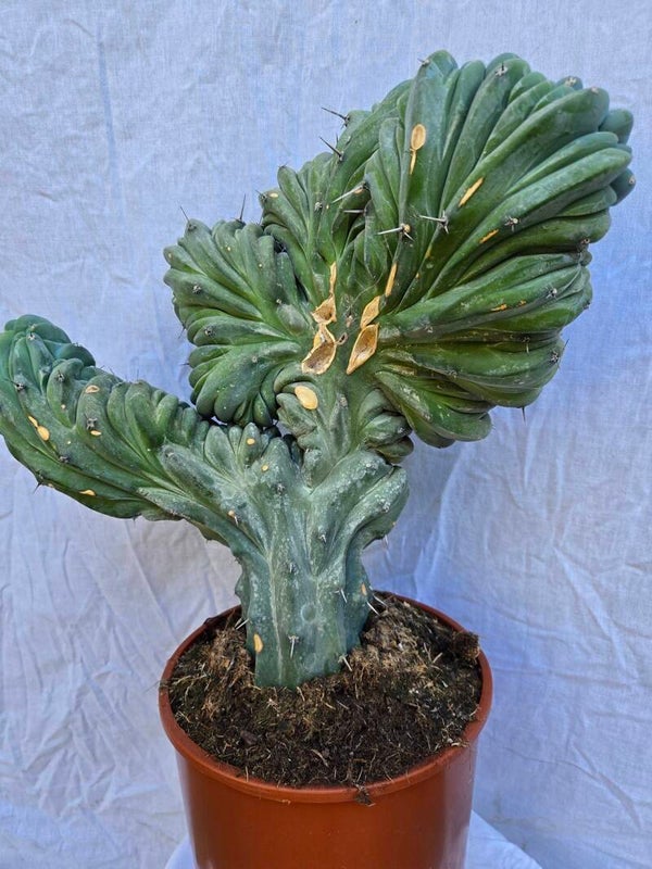 Myrtillocactus geometrizians crest in einen 24 cm Topf