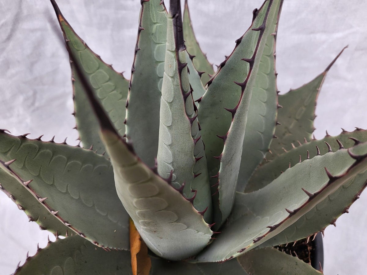 Agave parryi neomexicana im 20 cm Topf | palmenimpaket