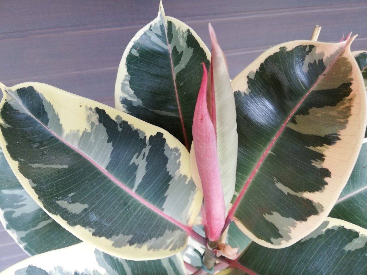 Ficus elastica Tineke - Weissbunter Gummibaum im 24 cm Topf, Gruppe |  palmenimpaket