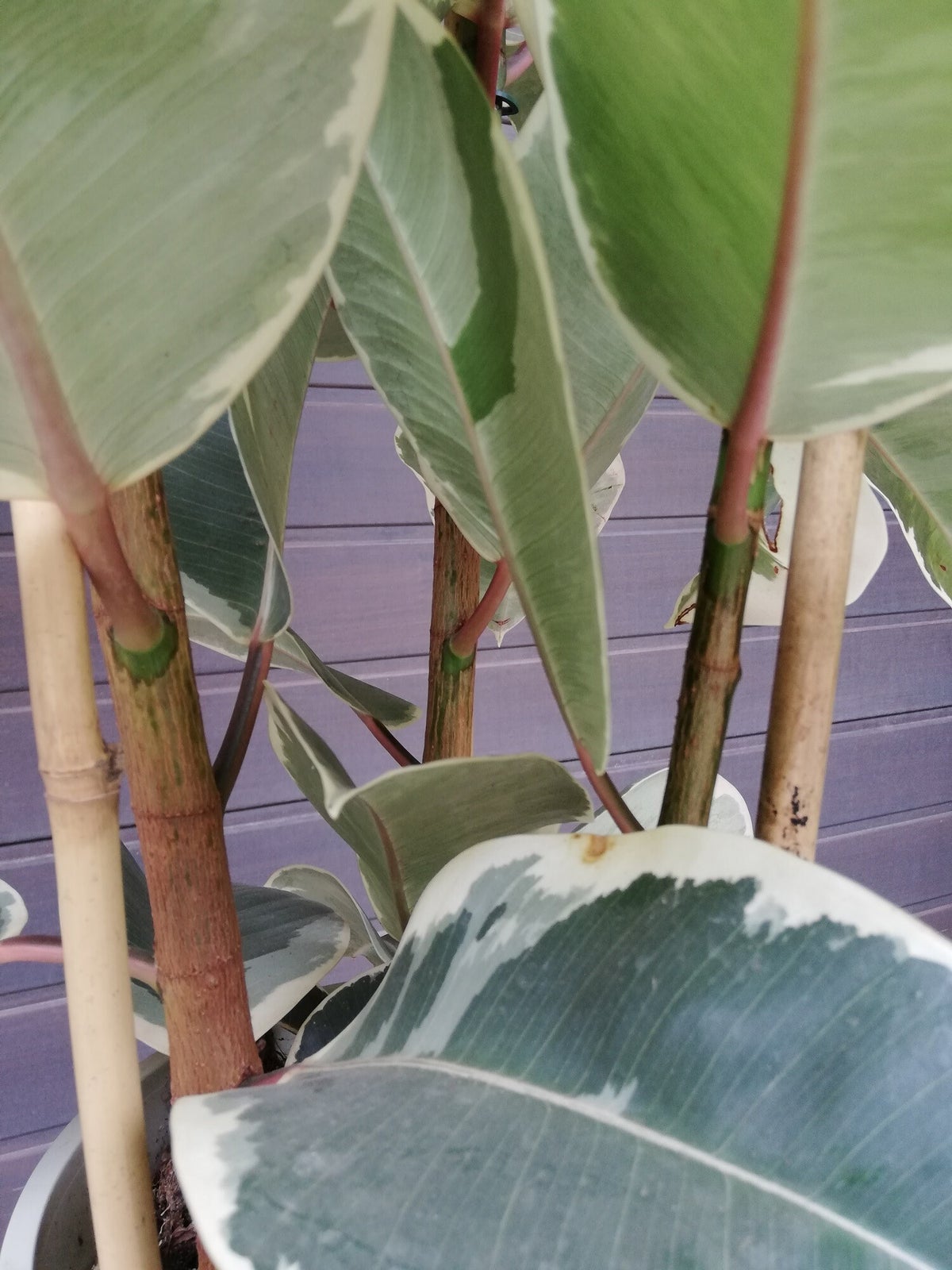 Ficus elastica Tineke - Weissbunter Gummibaum im 24 cm Topf, Gruppe |  palmenimpaket