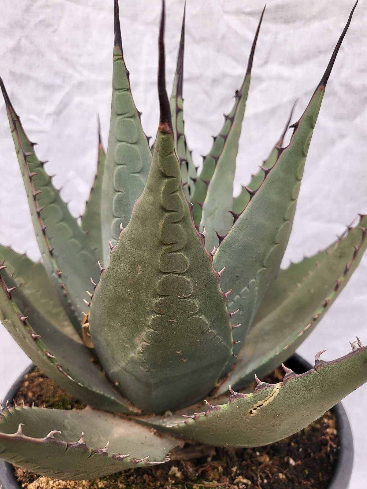 blue agave fruit Super Blue Agave Americana, Century Plant