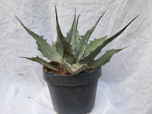 Agave montana im 20 cm Topf