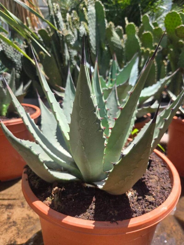 Agave parryi neomexicana im 24 cm Topf