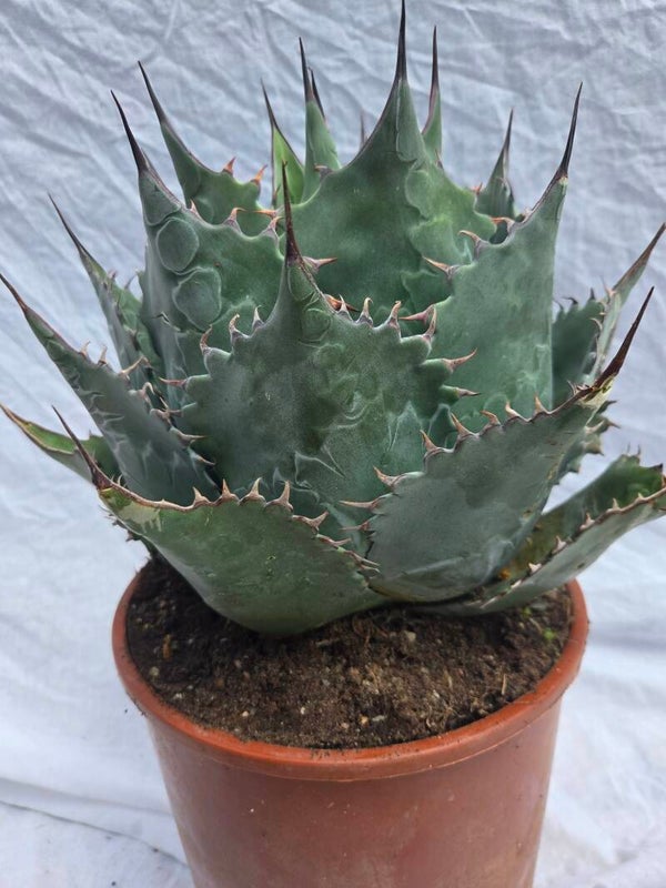 Agave Parryi trunkata im 24 cm
