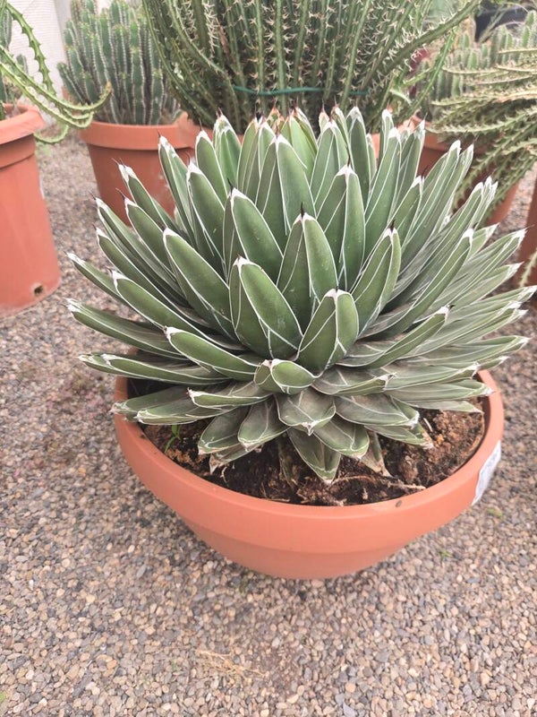Agave victoriae-reginae in einer 40 cm Schale