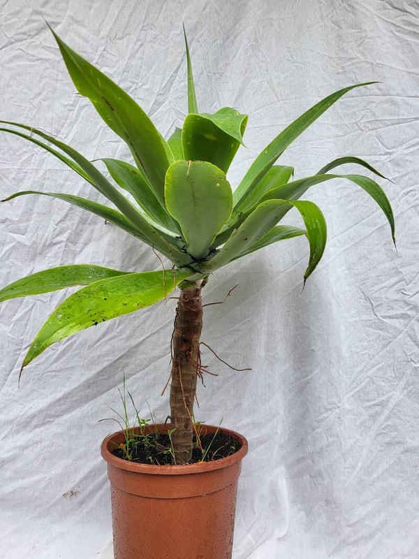 Agave attenuata, Drachenbaum-Agave, Schwanenhalsagave  im 26 cm Topf