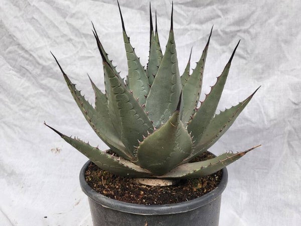 Agave parryi neomexicana im 20 cm Topf