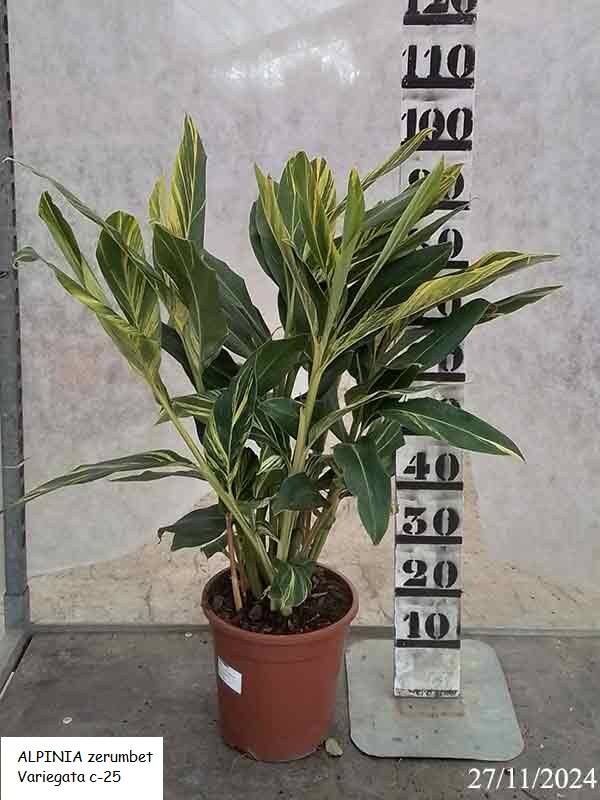 ALPINIA zerumbet Variegata c-25