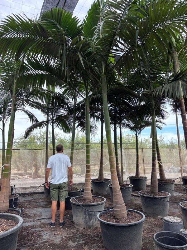 Archontophoenix alexandraea – Bangalowpalme im 60 cm Topf