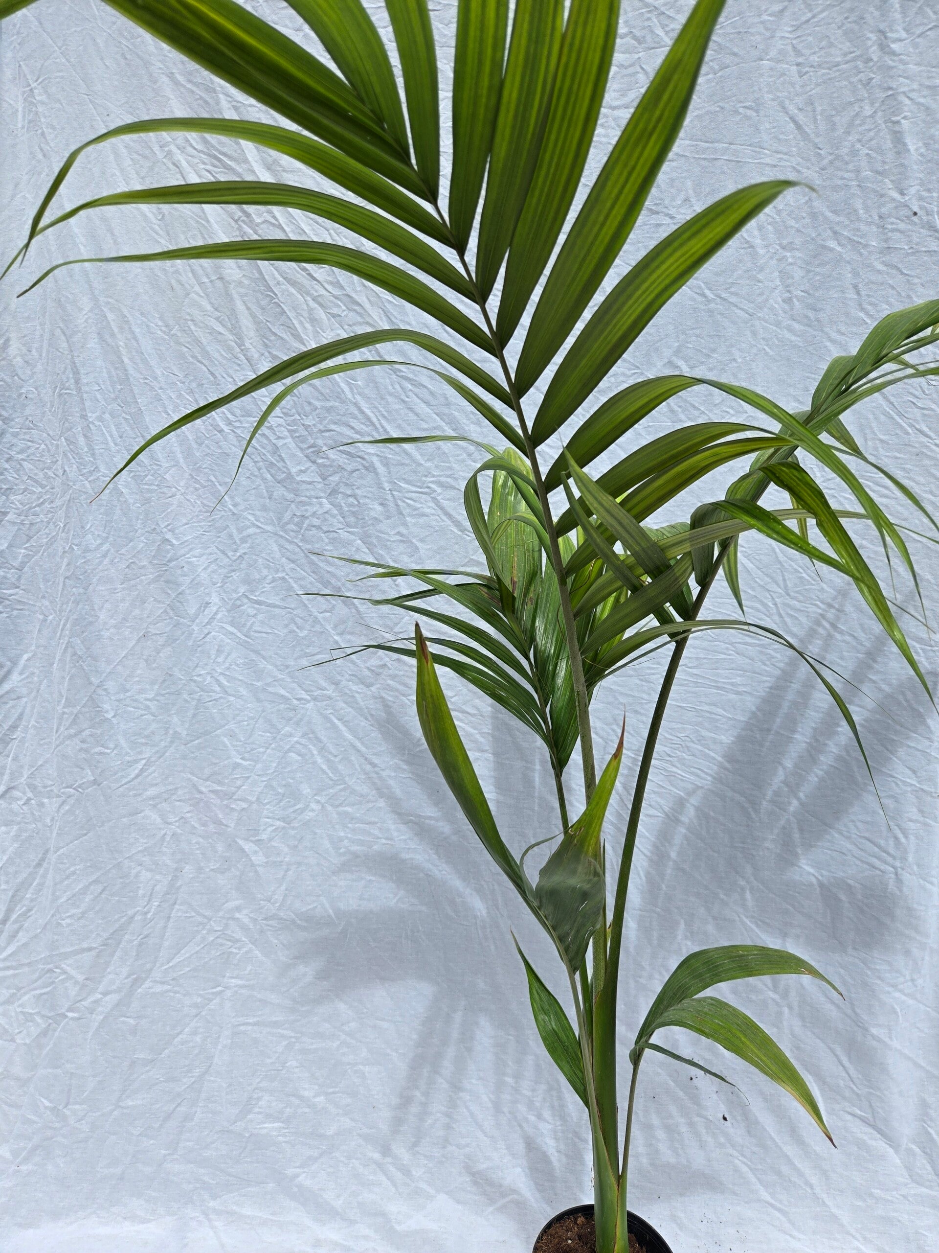 Archontophoenix alexandraea – Bangalowpalme im 16 cm Topf