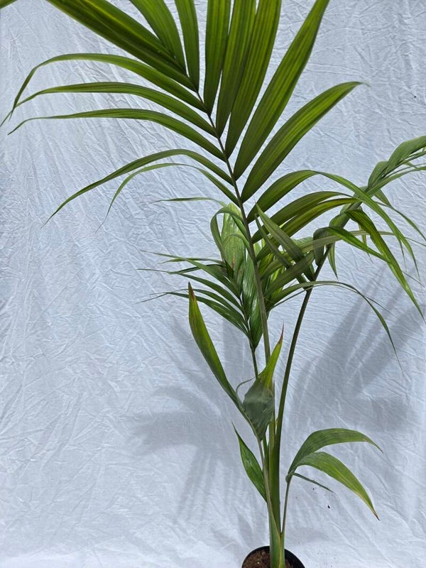 Archontophoenix alexandraea – Bangalowpalme im 16 cm Topf