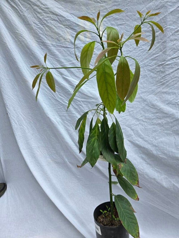 Avocadobaum veredelt - Sorte Belona Hass / Gepropft