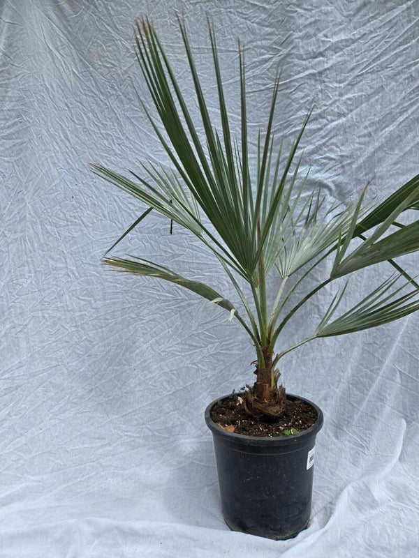 Brahea armata im 24 cm Topf