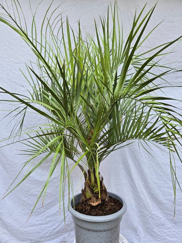 Butia capitata im 35 cm Topf