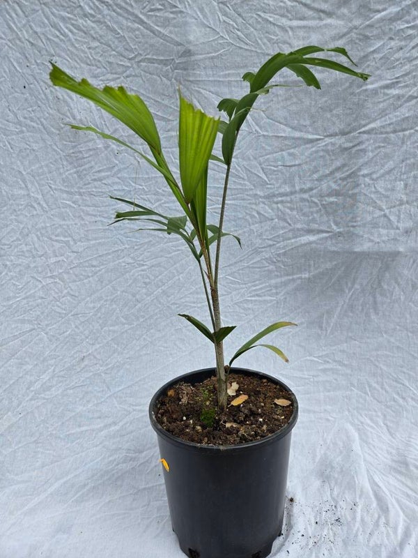 Caryota mitis im 22 cm Topf