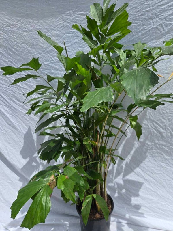 Caryota mitis im 24 cm Topf