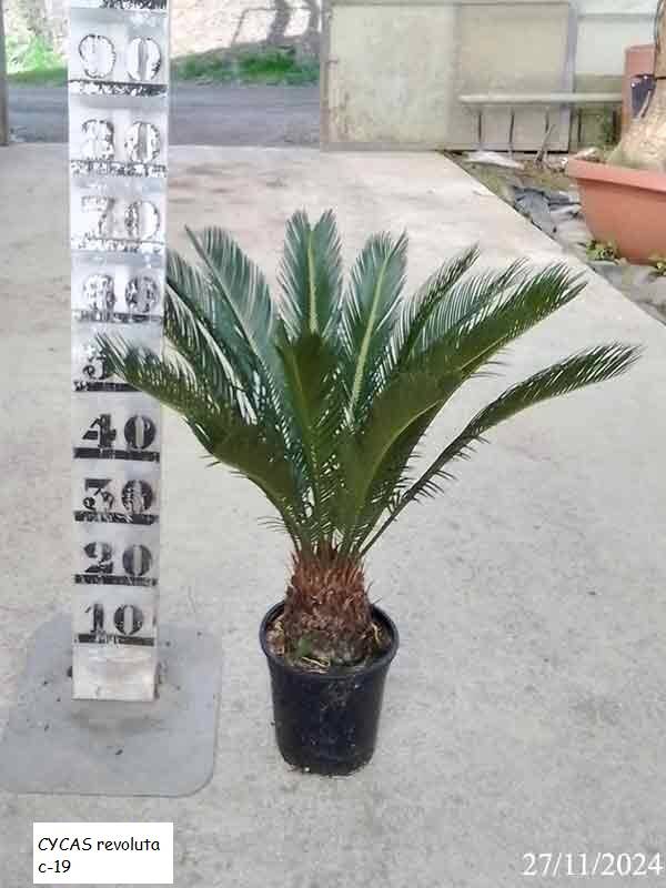 CYCAS revoluta c-19
