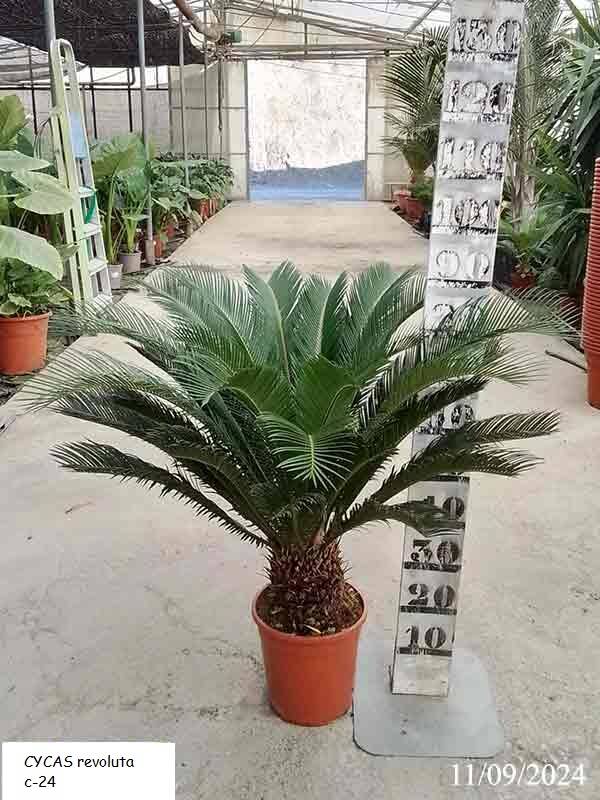 CYCAS revoluta c-24