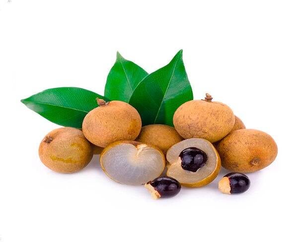 Longan Pflanze oder Baum (Dimocarpus Longan) palmenimpaket