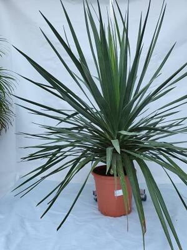 Dracaena draco im 30 cm Topf, Drachenbaum, Draco