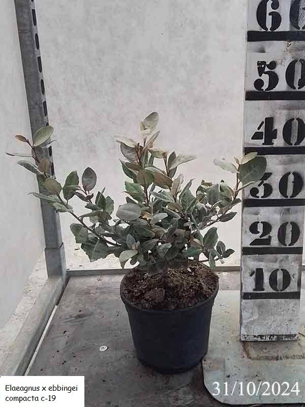 Elaeagnus x ebbingei compacta c-19