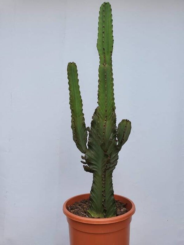 Euphorbia ingens ramificada im 30 cm Topf, Westernkaktus