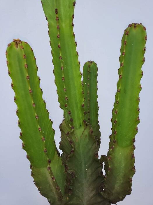Euphorbia ingens ramificada im 30 cm Topf, Westernkaktus | palmenimpaket