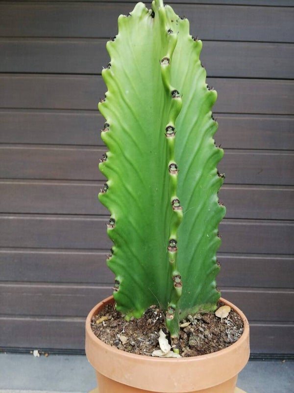 Euphorbia ingens ramificada im 18 cm Topf, Westernkaktus