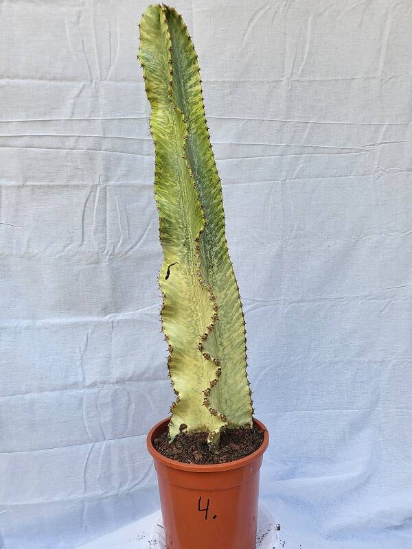 Euphorbia ingens marmorata im 24 cm Topf