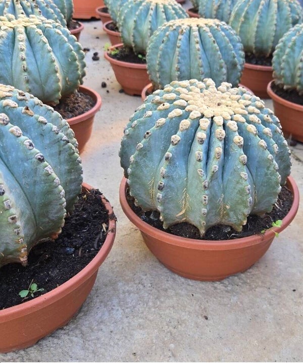 Ferocactus Glaucens in einer 35 cm Schale