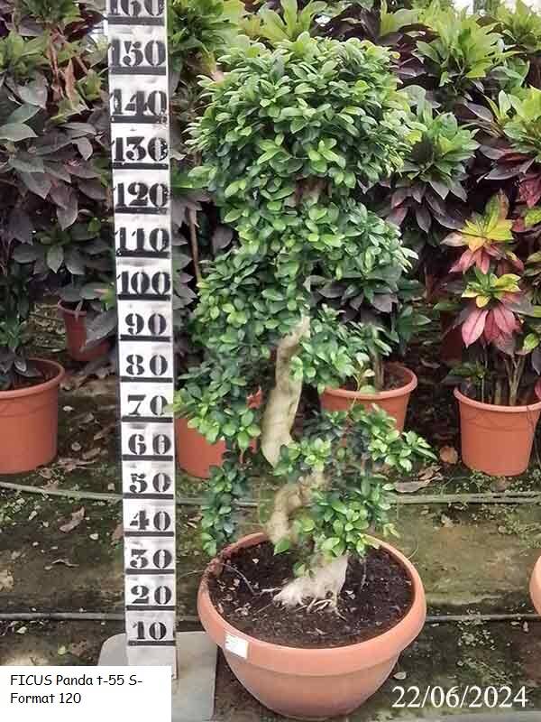 FICUS Panda t-55 S-Format 120