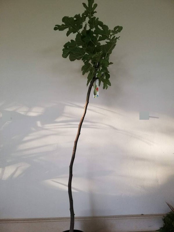 Ficus carica, Feigenbaum, Echte Feige im 20 cm Topf