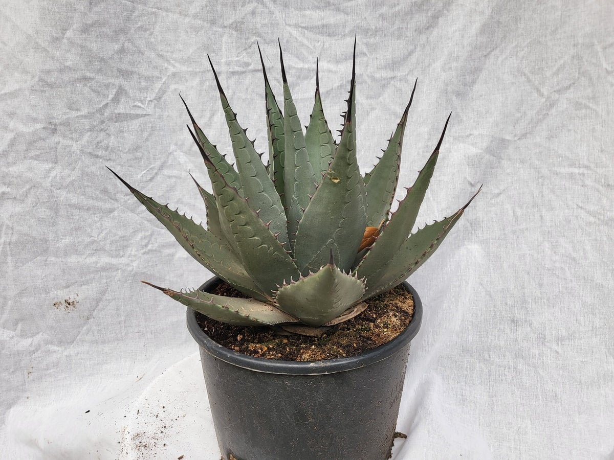 Agave parryi neomexicana im 20 cm Topf | palmenimpaket