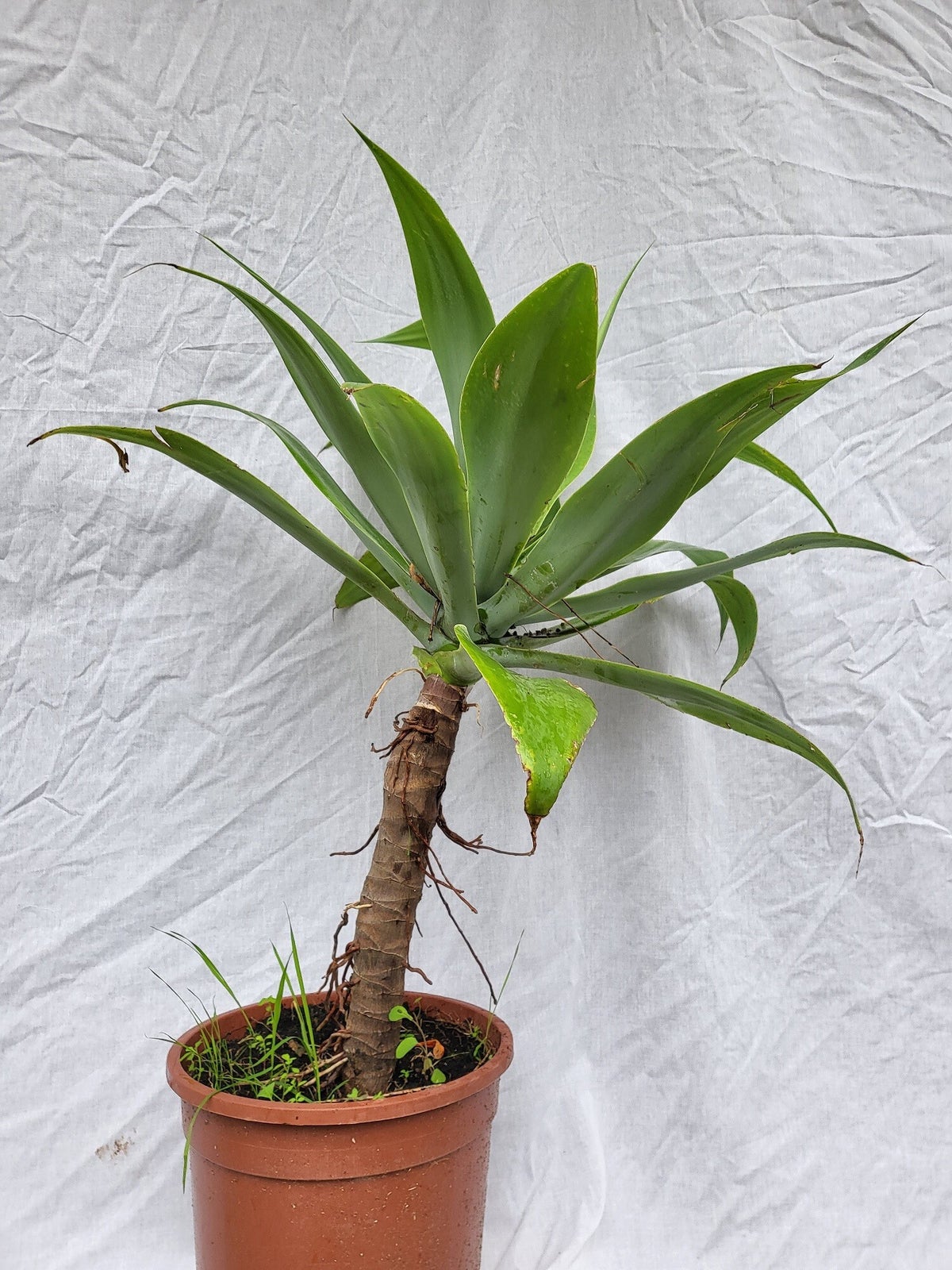 bogenhanf erde kaufen Kaufen Sie jetzt Zimmerpflanze Bogenhanf Sansevieria 'Fernwood Punk'
