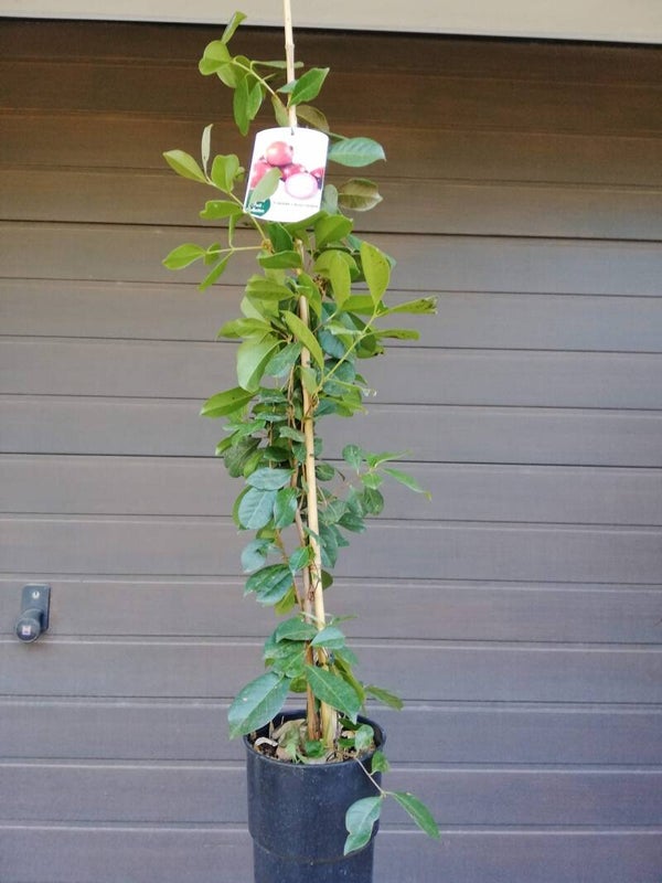Guayaba Fresa, Guayababaum, Guava, Guayave, Goiaba, Psidium Cattleianum im 16 cm Topf