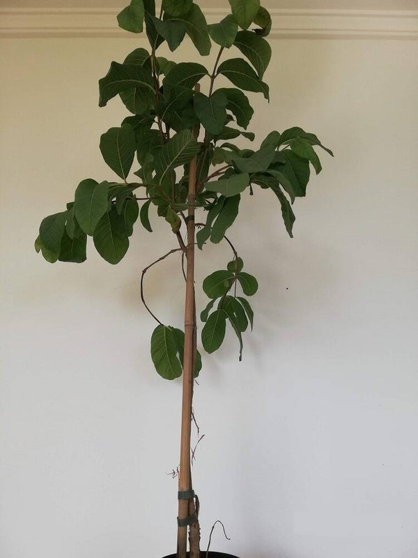 Guayaba Limon, Guava, Guayave, Goiaba im 16 cm Topf