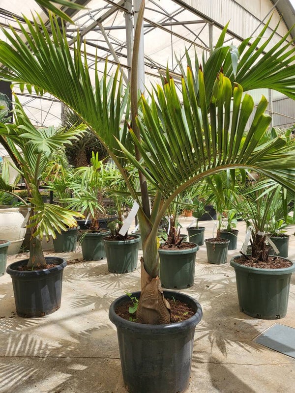 Hyophorbe langenicaulis im 35 cm Topf, Flaschenpalme, Mascarena