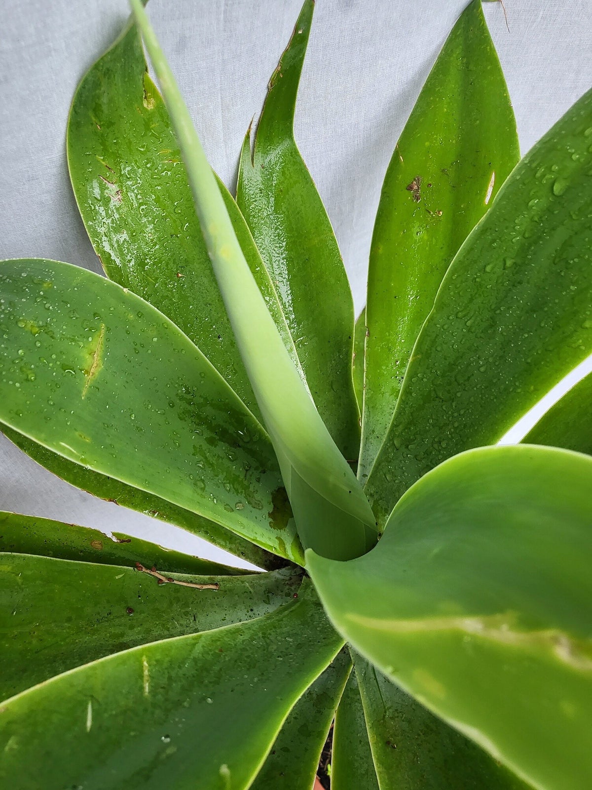 Agave attenuata, Drachenbaum-Agave, Schwanenhalsagave im 26 cm Topf |  palmenimpaket