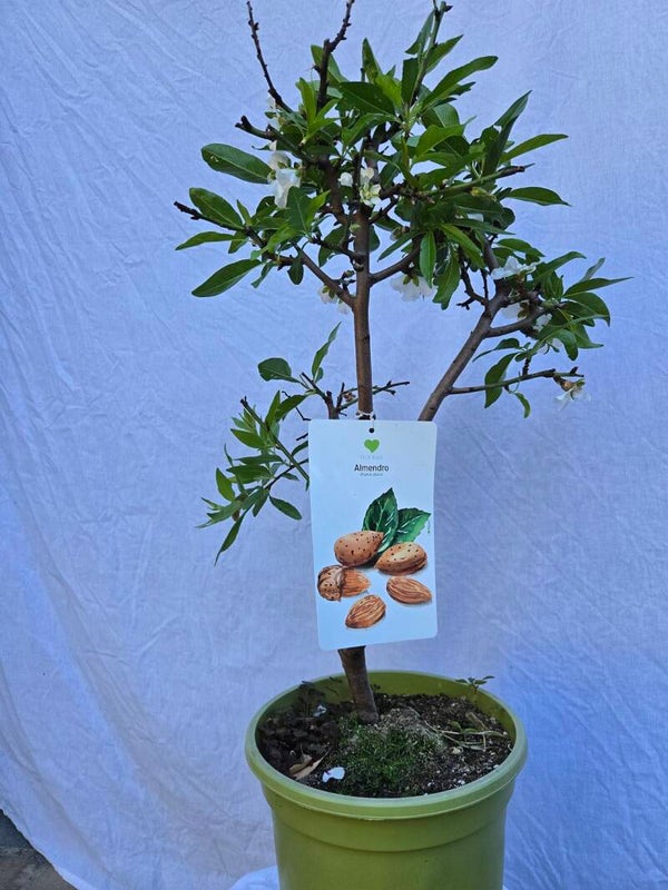 Mandelbaum der Sorte Princesse Amanda im 25 cm Topf