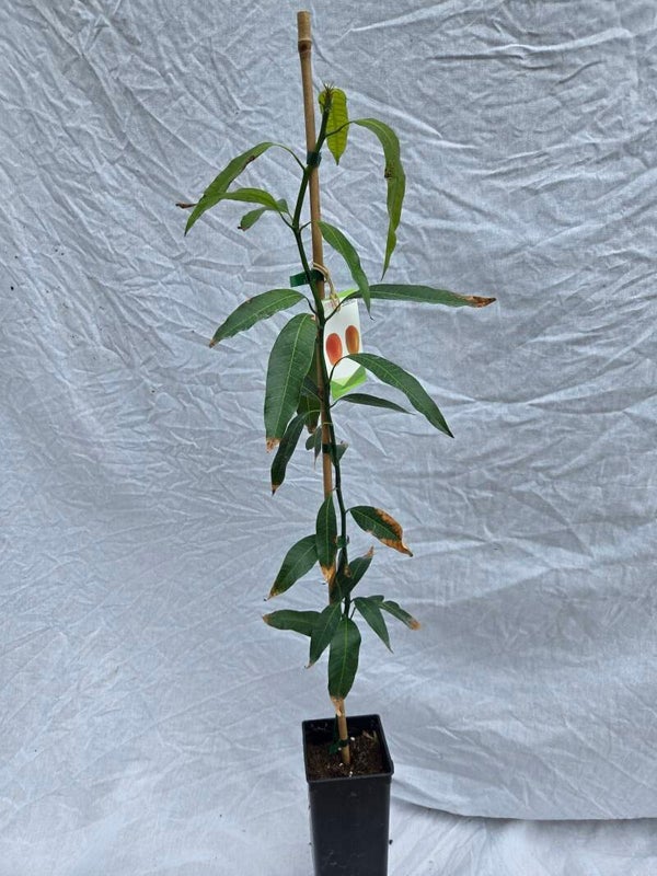 Mango Mangifera indica der Sorte Bravio / ohne Veredelung