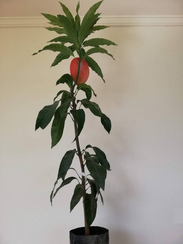 Mangobaum Mango Mangifera indica der Sorte Keitt / Gepropft