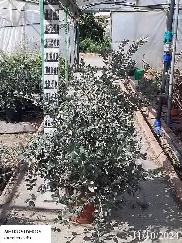 METROSIDEROS excelsa c-35