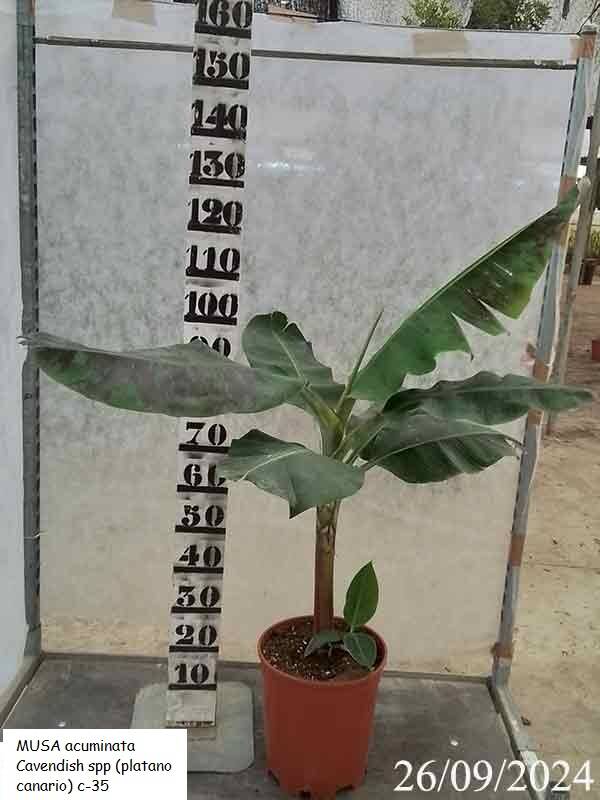 MUSA acuminata Cavendish spp (platano canario) c-35