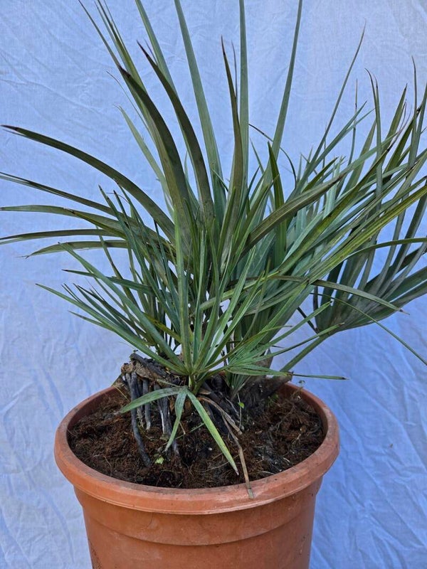 Nannorrhops ritchieana silver im 30 cm Topf , Mazari-Palme
