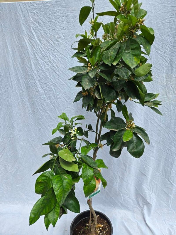 Naranjo Sanguinelli 25 cm